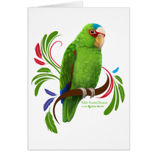 White Fronted Amazon