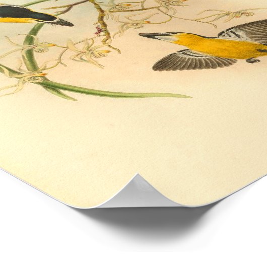 White-Fronted Yellow Flycatcher Bird  Print (Hoek)