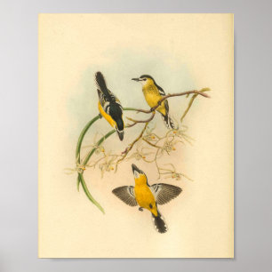 White-Fronted Yellow Flycatcher Bird  Print
