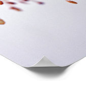 White Fuchsia Hawkshead Summer Flower Poster (Hoek)