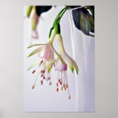 White Fuchsia Hawkshead Summer Flower Poster (Voorkant)