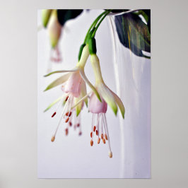 White Fuchsia Hawkshead Summer Flower Poster
