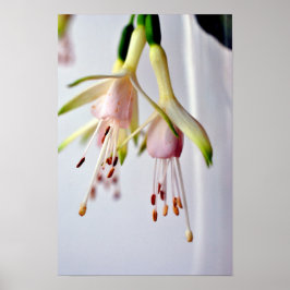 White Fuchsia Hawkshead Summer Flower Poster
