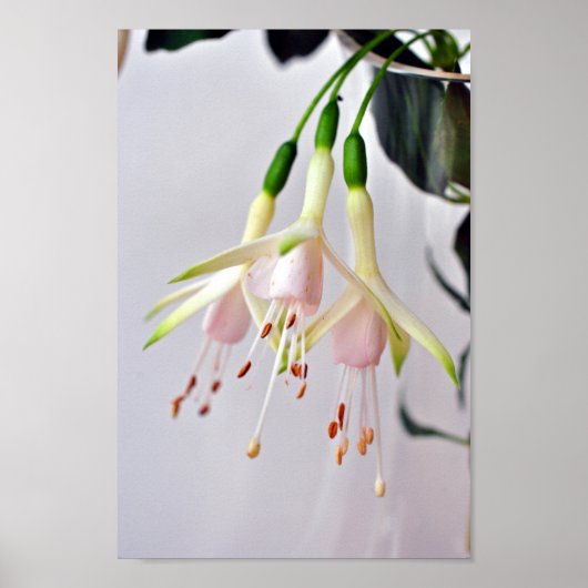 White Fuchsia Hawkshead Summer Flower Poster (Voorkant)