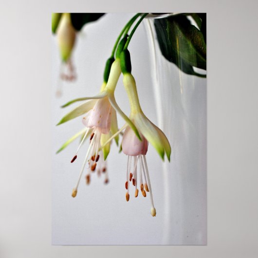 White Fuchsia Hawkshead Summer Flower Poster (Voorkant)