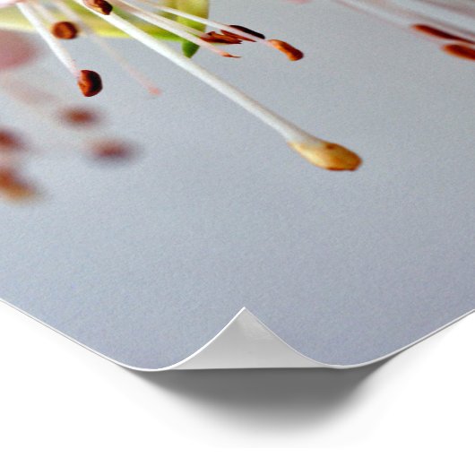 White Fuchsia Hawkshead Summer Flower Poster (Hoek)