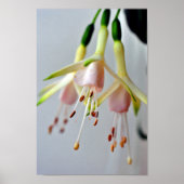 White Fuchsia Hawkshead Summer Flower Poster (Voorkant)