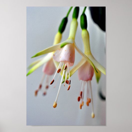 White Fuchsia Hawkshead Summer Flower Poster (Voorkant)