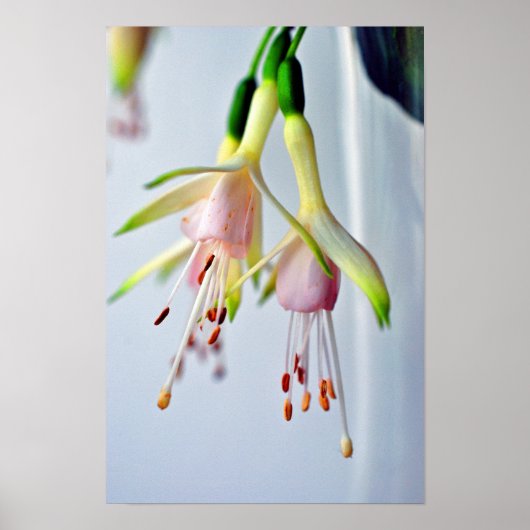 White Fuchsia Hawkshead Summer Flower Poster (Voorkant)