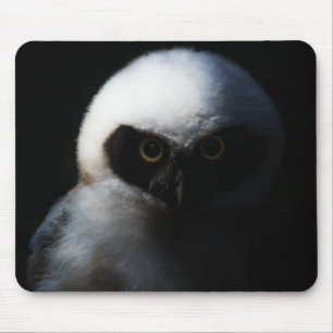 White Fuzzy Owl with Piercing Gaze Muismat