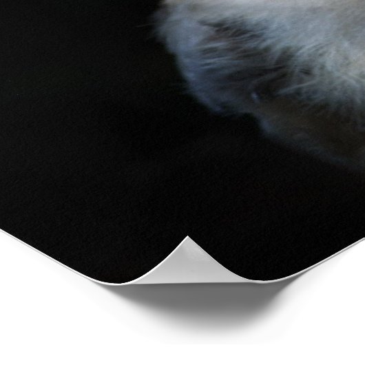 White Fuzzy Owl with Piercing Gaze Poster (Hoek)