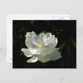 White Gardenia Blossom Briefkaart (Voorkant / Achterkant)