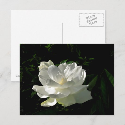 White Gardenia Blossom Briefkaart (Voorkant / Achterkant)