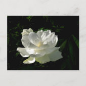 White Gardenia Blossom Briefkaart (Voorkant)