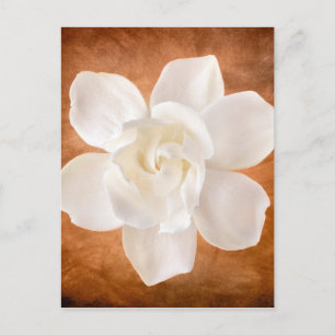 White Gardenia Flower Blossom Floral Briefkaart