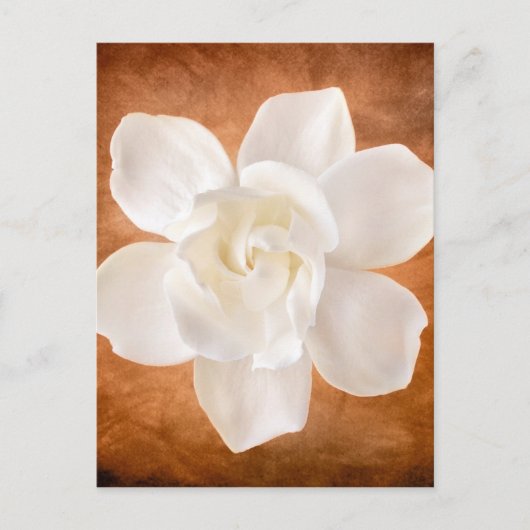 White Gardenia Flower Blossom Floral Briefkaart (Voorkant)