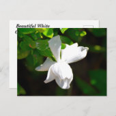 White Gardenia Flower Briefkaart (Voorkant / Achterkant)