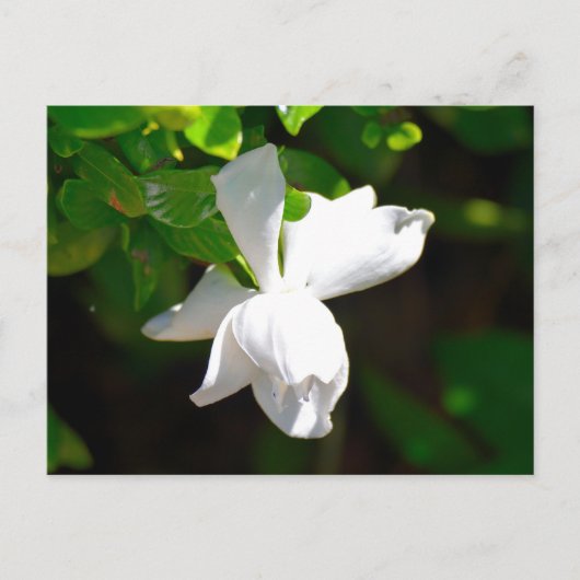 White Gardenia Flower Briefkaart (Voorkant)