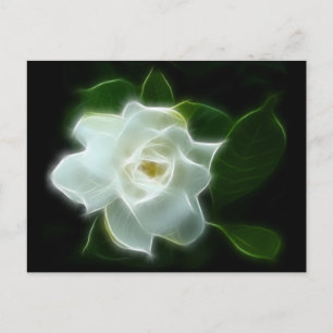 White Gardenia Flower Plant Briefkaart
