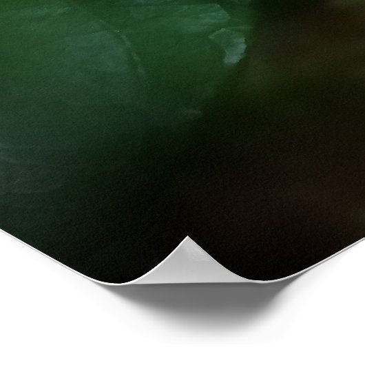 White Gardenia Flower Poster (Hoek)