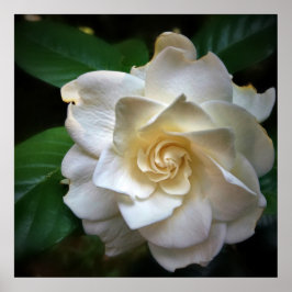 White Gardenia Flower Poster