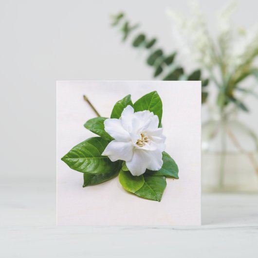 White Gardenia Flowers (Staand voorkant)