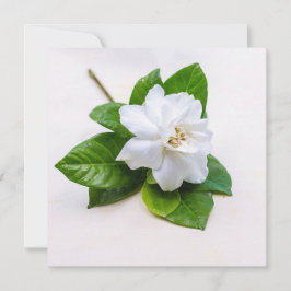 White Gardenia Flowers