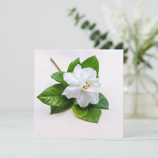 White Gardenia Flowers Briefkaart (Staand voorkant)