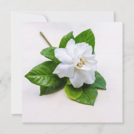 White Gardenia Flowers Briefkaart