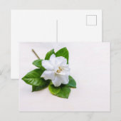 White Gardenia Flowers Briefkaart (Voorkant / Achterkant)