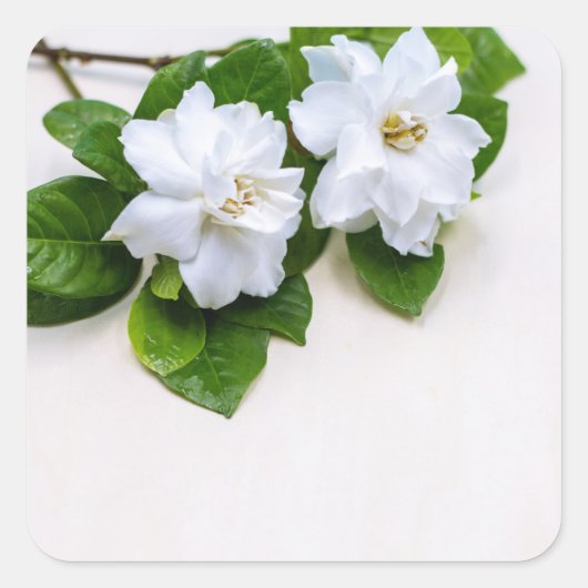 White Gardenia Flowers Vierkante Sticker (Voorkant)