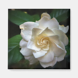White Gardenia Magneet