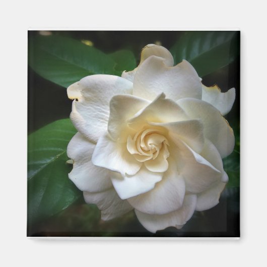 White Gardenia Magneet (Voorkant)