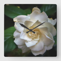 White Gardenia
