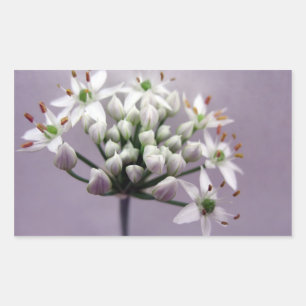White Garlic Chive Blossom op Paars Rechthoekige Sticker