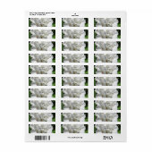 White Geranium Flower Photography Etiket (Full Sheet)