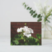 White Geraniums 6 Briefkaart (Staand voorkant)