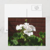 White Geraniums 6 Briefkaart (Voorkant / Achterkant)