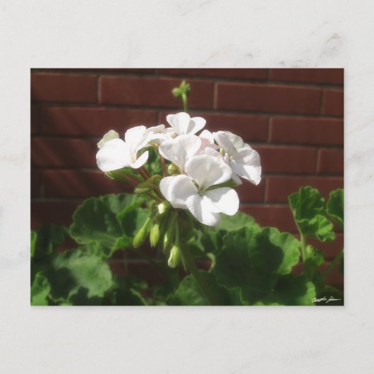 White Geraniums 6 Briefkaart (Voorkant)