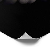 White Gerber Daisy Poster (Hoek)