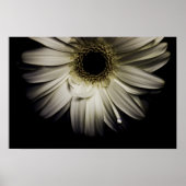 White Gerber Daisy Poster (Voorkant)