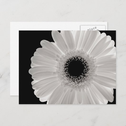 White Gerbera Flower Briefkaart (Voorkant / Achterkant)