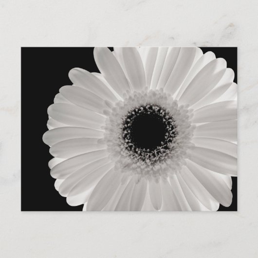 White Gerbera Flower Briefkaart (Voorkant)