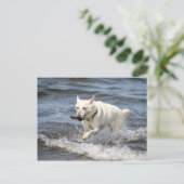 White German Shepard op Lake George Briefkaart (Staand voorkant)