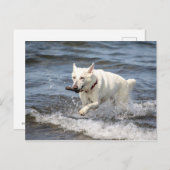White German Shepard op Lake George Briefkaart (Voorkant / Achterkant)
