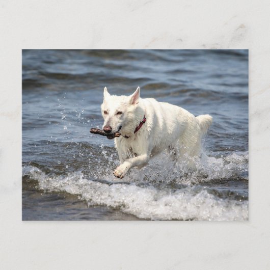 White German Shepard op Lake George Briefkaart (Voorkant)