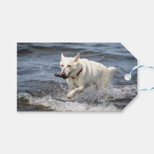 White German Shepard op Lake George Cadeaulabel (Voorkant (Horizontaal))