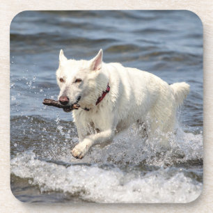 White German Shepard op Lake George Drankjes Onderzetter