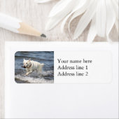 White German Shepard op Lake George Etiket (Insitu)