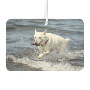 White German Shepard op Lake George Luchtverfrisser